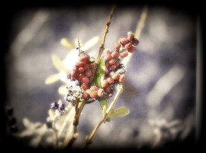 Winter in Regional Park 2