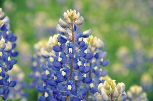 Bluebonnet 2