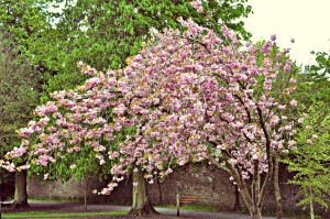 Cherry Blossom Tree