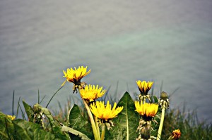 Dandelions